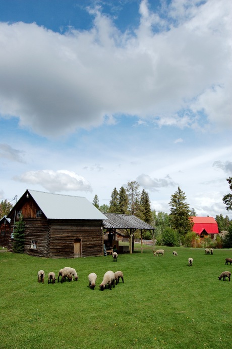 Cutter Ranch barn, lambs and sheep grazing at inner meadows.