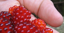 Salmonberries