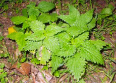 stinging_nettle