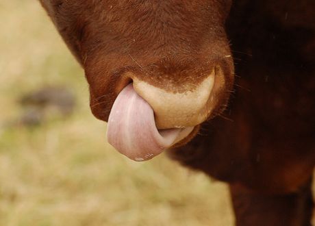 cow_tongue