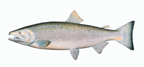 Salmon_Coho