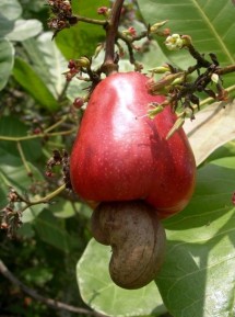 Cashew nuts, a nut high in healthy oleic acid, hang from the bottom of the cashew fruit.