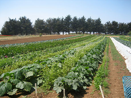 UCSC_farm_rows