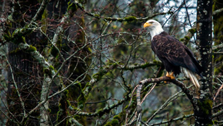 Foodists-Brackendale-Sunwolf-Eagle